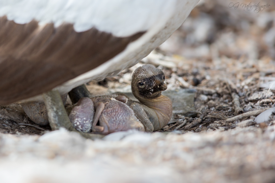 Nazcatölpelküken - Nazca booby hatchling