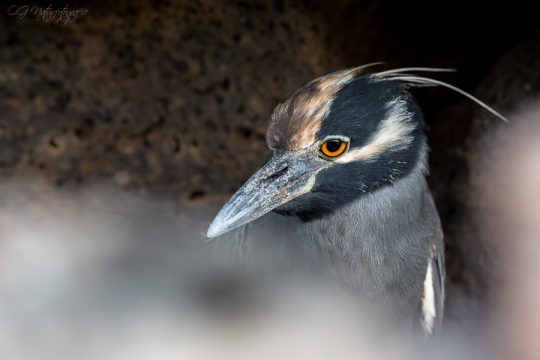 Krabbenreiher - Yellow-crowned night heron