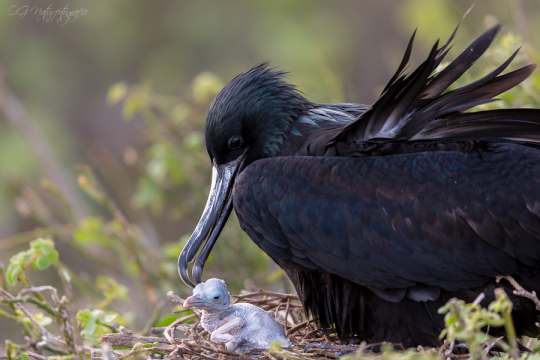 Prachfregattvogel - Magnificent frigatebird