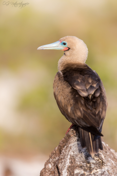 Rotfußtölpel - Red-footed booby