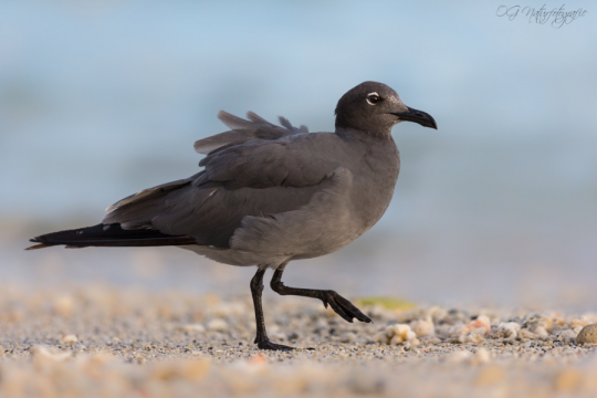 Lavamöwe - Lava gull