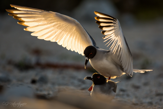 Gabelschwanzmöwenpaarung - Swallow-tailed gull mating