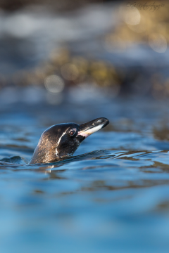 Galapagospinguin - Galapagos penguid