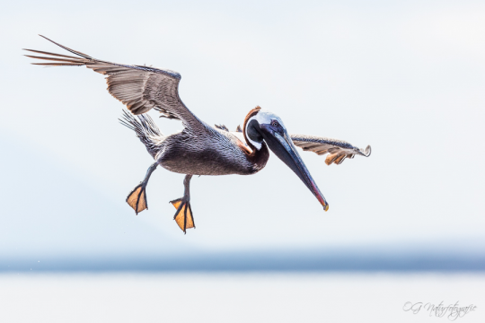 Braunpelikan - Brown pelican