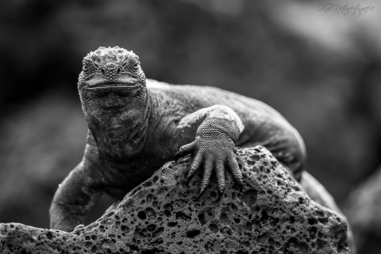 Meerechse - Marine iguana