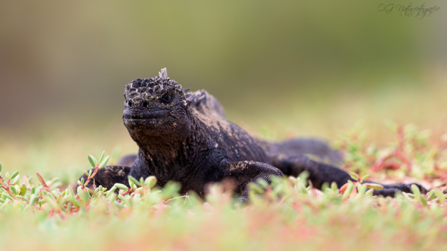 Meerechse - Marine iguana
