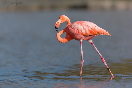 Kubaflamingo - American flamingo