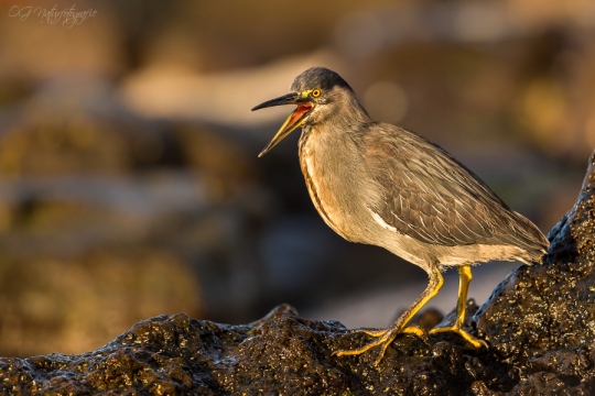 Lavareiher - Lava heron