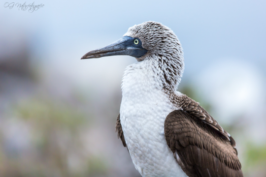 Blaufußtölpel - Blue-footed booby