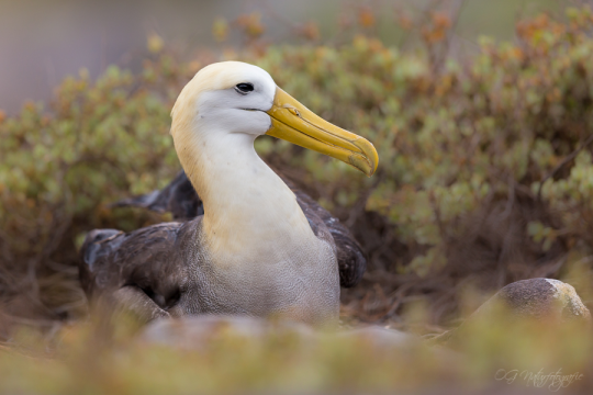 Galapagos-Albatros - Waved albatross