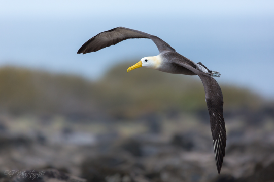 Galapagos-Albatros - Waved albatross