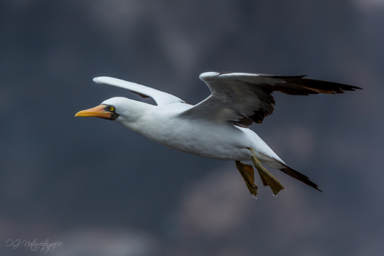 Nazcatölpel - Nazca booby