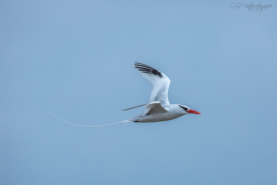 Rotschnabeltropikvogel - Red-billed tropicbird