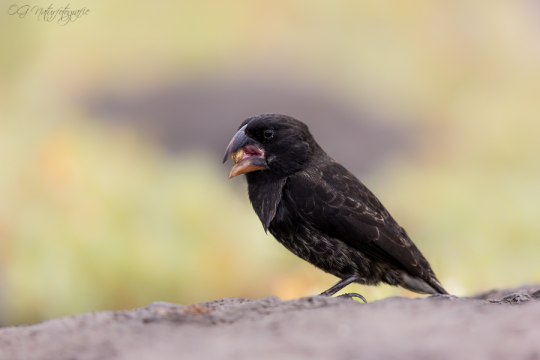 Opuntien-Grundfink - Large cactus finch