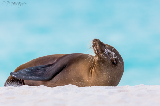 Galapagos-Seelöwe - Galapagos sea lion