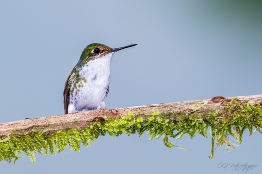 Flaggensylphe (weibl.) - Booted racket-tail (female)