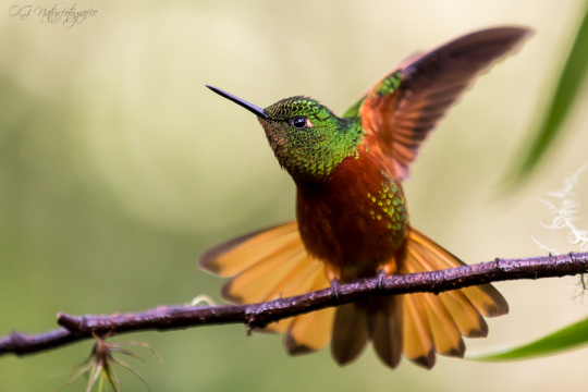 Rotbauchkolibri - Chestnut breasted coronet