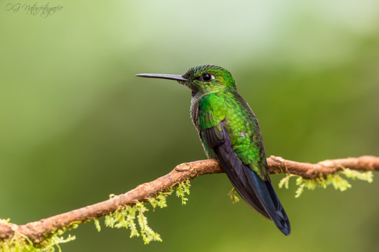 Fahlschwanzkolibri - Buff-tailed coronet