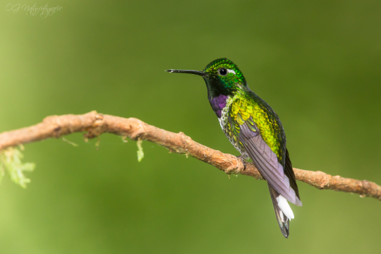 Purpurbrustkolibri - Purple-bibbed whitetip