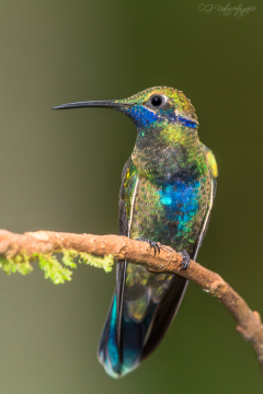Veilchenohrkolibri - Sparkling violetear