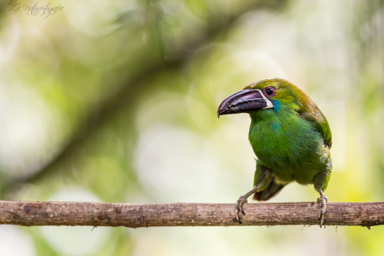 Blutbürzelarassari - Crimson-rumped toucanet