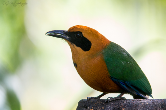 Zimtbrustmotmot - Rufous motmot