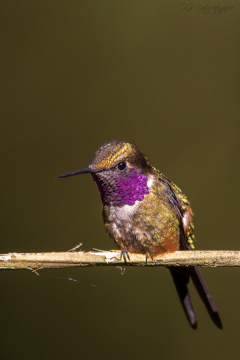 Purpurkehl-Sternkolibri - Purple-throated woodstar