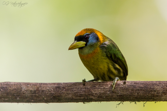Anden-Bartvogel - Red-headed barbet