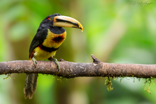 Hellschnabelarassari - Pale-mandibled aracari