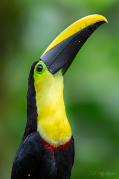 Küstentukan - Chokó toucan