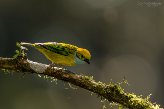 Silberkehltangare - Silver-throated tanager
