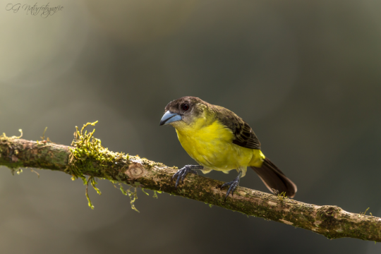 Gelbrückentangare - Lemon-rumped tanager