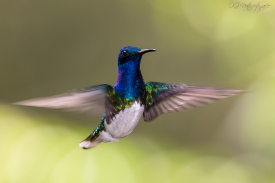 Weißnackenkolibri - White-necked jacobin