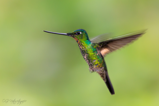 Fahlflügel-Andenkolibri - Buff-winged starfrontlet