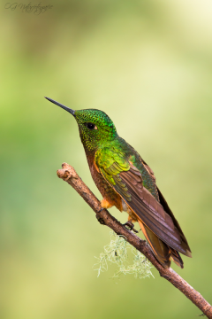 Braunschwanz-Amazilie - Rufous-tailed hummingbird