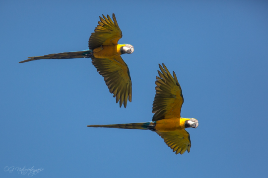 Gelbbrustaras - Blue-and-yellow macaws