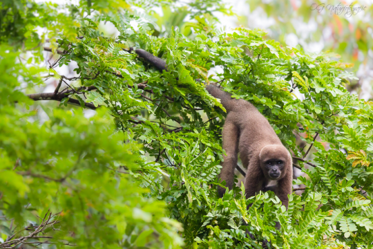 Brauner Wollaffe - Brown wooly monkey