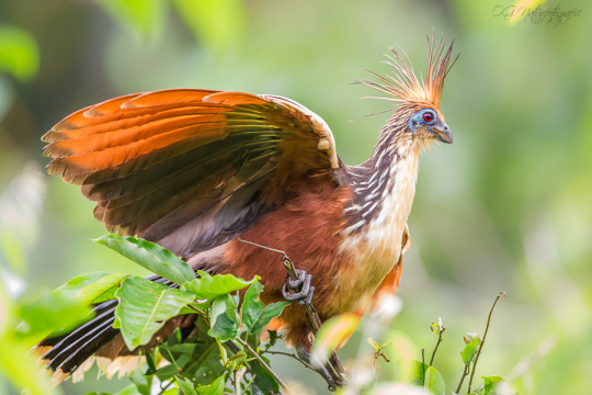Hoatzin