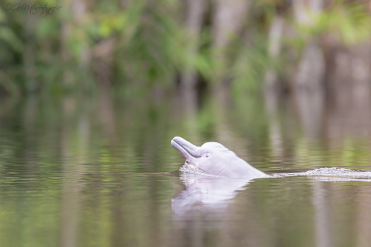 Amazonas-Flussdelfin - Amazon river dolphin