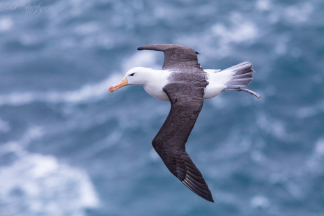 Schwarzbrauenalbatros - Black-browed albatross