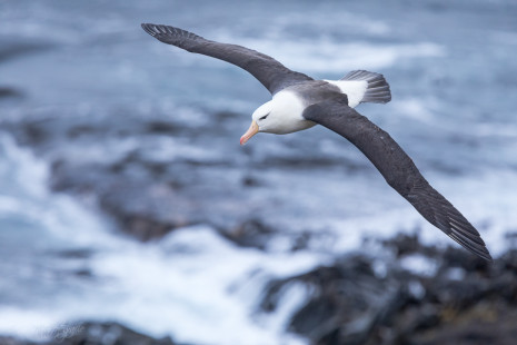 Schwarzbrauenalbatros - Black-browed albatross