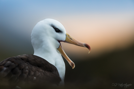 Schwarzbrauenalbatros - Black-browed albatross