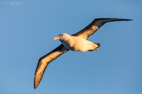 Schwarzbrauenalbatros - Black-browed albatross