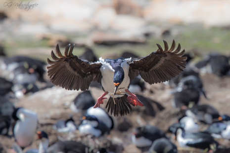 Blauaugenscharbe - Imperial shag