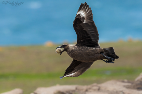Subantarktikskua - Brown skua