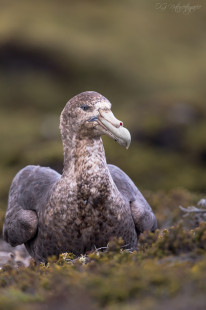 Riesensturmvogel - Giant petrel