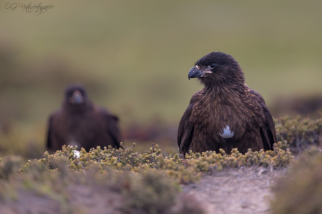 Falklandkarakara - Striated caracara