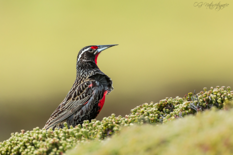 Langschwanz-Soldatenstärling - Long-tailed meadowlark