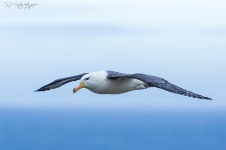 Schwarzbrauenalbatros - Black-browed albatross