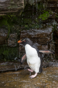 Felsenpinguin - Rockhopper penguin